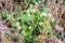 A clump of wild primrose Primula vulgaris growing under last years dead grass stems