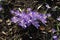Clump of wild purple crocus flowers.
