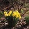 A clump of yellow daffodils shines in early spring sunlight