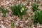 Clumps of daffodils and snowdrops in spring forest