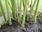 clumps of galangal stems planted in pots