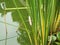 Clumps of grass and golden apple snail eggs