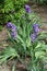 Clumps of irises with violet flowers