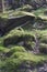 Clumps of moss on stones and trees at White Moss Walks, Lake District National Park in South Lakeland, England, UK