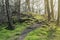 Clumps of moss on stones and trees at White Moss Walks, Lake District National Park in South Lakeland, England, UK