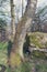 Clumps of moss on stones and trees at White Moss Walks, Lake District National Park in South Lakeland, England, UK