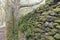 Clumps of moss on stones and trees at White Moss Walks, Lake District National Park in South Lakeland, England, UK