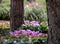 Clumps of pink cyclamen flowers growing under a tree, photographed in the RHS Wisley garden, Surrey UK.