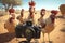 Clumsy Chicken Paparazzi: A Group of Hilarious Chickens on Safari