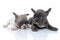 Clumsy French bulldog cubs licking their nose and looking forward
