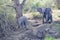 Clumsy juvenile Elephants on tour in Uganda. Queen Elizabeth National Park, Uganda.