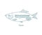 Clupea fish. Or herrings. Open paths. Editable stroke. Custom line thickness.