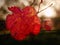 Cluse up view at carst vineyard in autumn colors at sunset. Dark red orange shadows of leaves