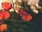 Cluse up view at carst vineyard in autumn colors at sunset. Dark red orange shadows of leaves