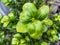 clusia or mirror bush, green leafy plant