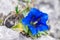 Clusius gentian blue flower in closeup view