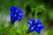 Clusius gentian blue flowers.