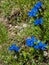 Clusius gentian blue flowers