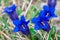 Clusius gentian blue flowers in closeup view