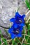Clusius gentian blue flowers in closeup view