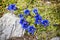 Clusius gentian - Gentiana clusii, Little Fatra, Slovakia