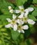 Cluster of Allegheny Blackberry Flowers â€“ Rubus allegheniensis
