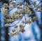 Cluster of Allegheny Serviceberry Flowers