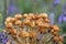 Cluster of Allium Seed pods