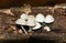 A cluster of Angel`s Bonnet mushrooms Mycena arcangeliana growing from rotting wood on a forest floor in the UK.