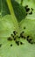 cluster of Aphids on Nasturtium leave