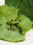 cluster of Aphids on Nasturtium leave