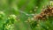 Cluster of Araneus Diadematus spiderlings, also known as common Garden Spider, group together until they have moulted