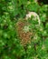 Cluster of Araneus Diadematus spiderlings, also known as common Garden Spider, group together until they have moulted and are read