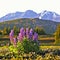 Cluster of Arctic Lupines in beautiful alpine summer meadow.