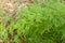 A Cluster Of Asparagus Fern Above The Ground