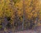 Cluster of Aspen trees in the Fall in the Hope Valley of California