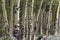 Cluster of aspen trees, Wyoming