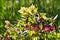 Cluster of backlit yellow and purple hellebores