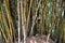 Cluster of bamboo plants
