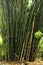 A cluster of bamboo stalks grow seemingly as one unit.