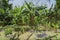 Cluster Of Banana Trees