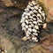 Cluster of barnacles and muscles attached to a rock during low tide at Laguna Beach, California tide pool.