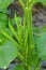 Cluster bean or guar beans, Cyamopsis tetragonoloba , Pune, Maharashtra.