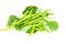 Cluster bean or guar been indian vegetable in white background