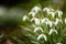 Cluster of beautiful fragile wild snowdrops, with blurred background, and space for copy