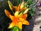 A cluster of beautiful vibrant Exotic Orange Asiatic Lilies in full bloom