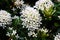 A cluster of beautiful white needle flower