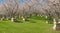 A cluster of beehives in a blooming village orchard