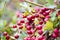 Cluster of berries of whitethorn hawthorn genus Crataegus