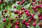 Cluster of berries of whitethorn hawthorn genus Crataegus